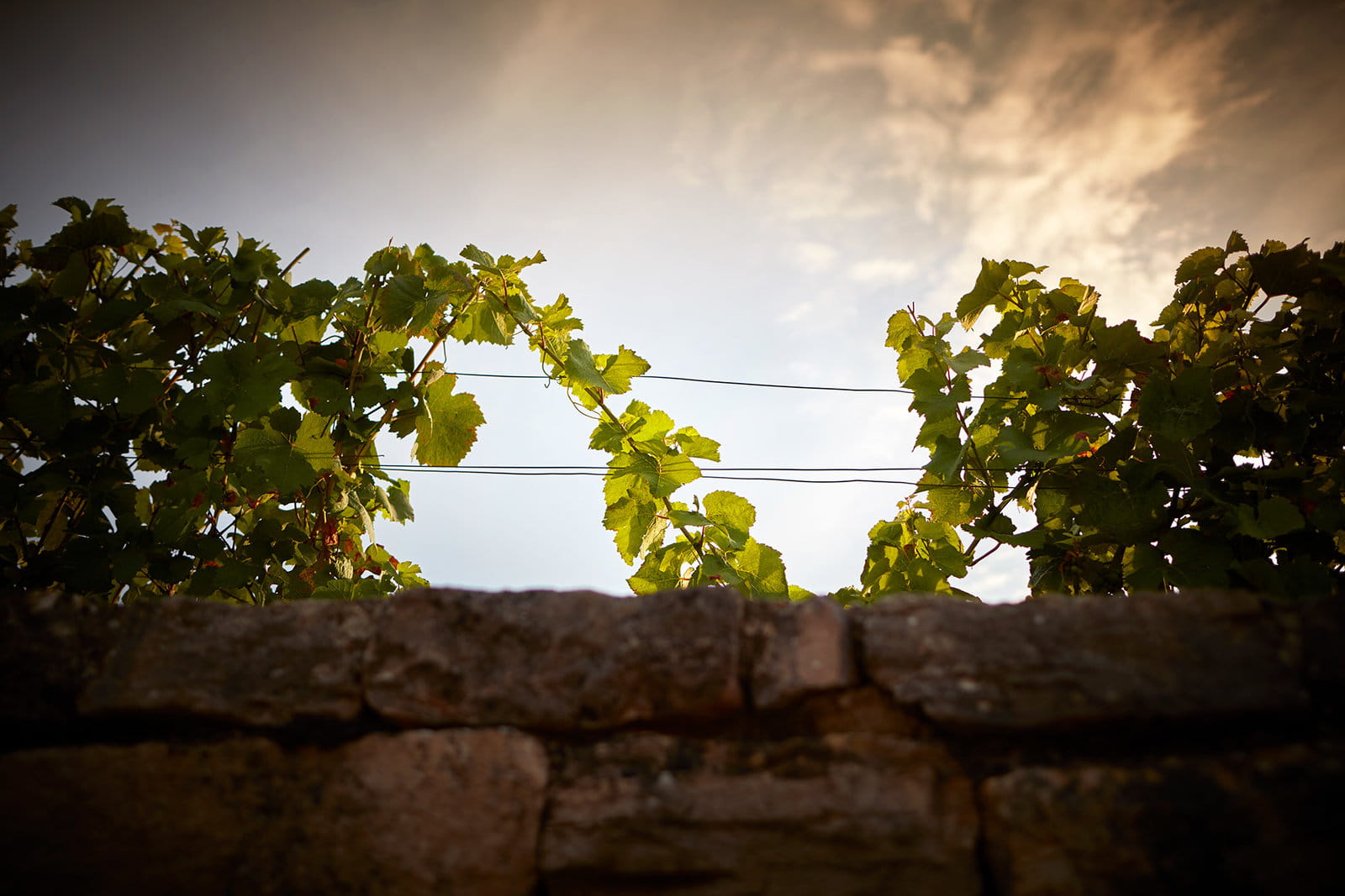 Footer image Biodynamie